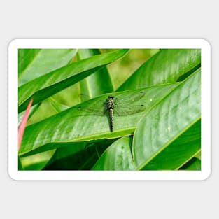 dragonfly on a green leaf Sticker